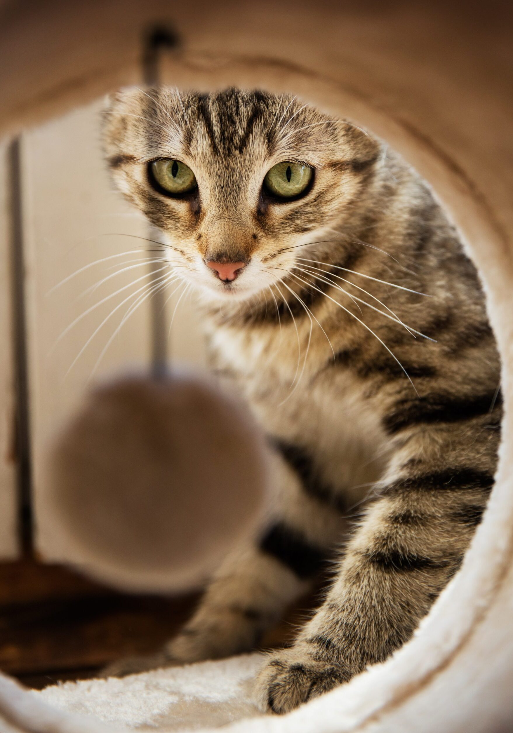 Cat 2 Cat 2
