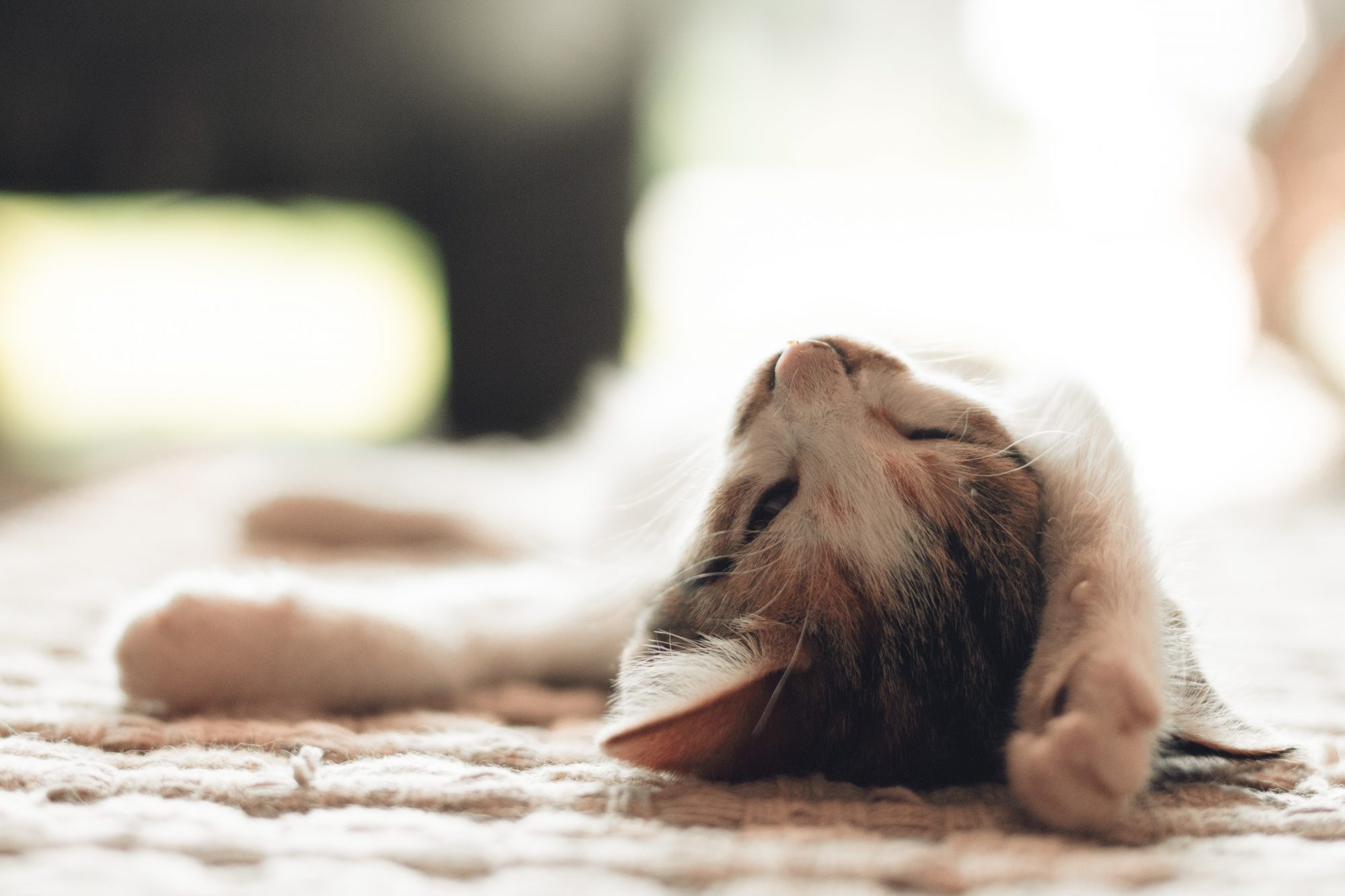 Cattery Cattery
